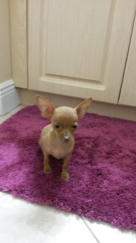 Gorgeous light brown chihuahua puppy  3 mont - Imagen 1