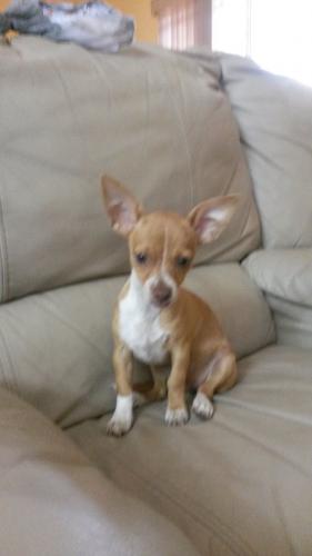 Gorgeous light brown chihuahua puppy  3 mont - Imagen 2