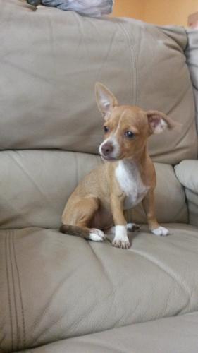 Gorgeous light brown chihuahua puppy  3 mont - Imagen 3