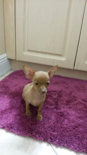 Gorgeous light brown Chihuahua puppies for sa - Imagen 1
