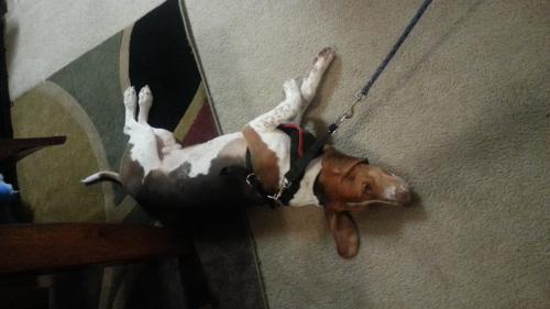 Vendo hermoso perrito Beagle  tiene 7 meses  - Imagen 1