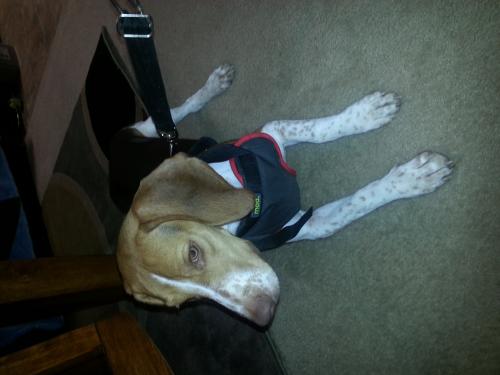 Vendo hermoso perrito Beagle  tiene 7 meses  - Imagen 2