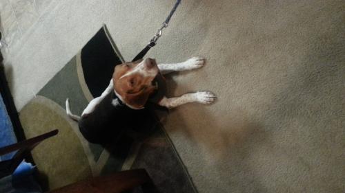 Vendo hermoso perrito Beagle  tiene 7 meses  - Imagen 3