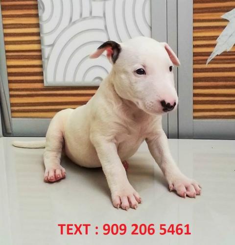 Miniature males and females bull terriers pup - Imagen 1