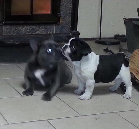 cute french bulldog Puppies For more info if  - Imagen 1
