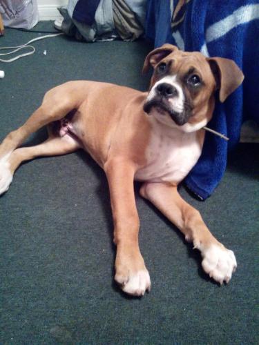 Boxer puppy de 5 meses legitimo vacunas al co - Imagen 1