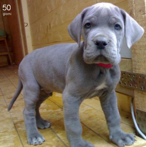  This gorgeous boy is a silver/light blue wit - Imagen 1