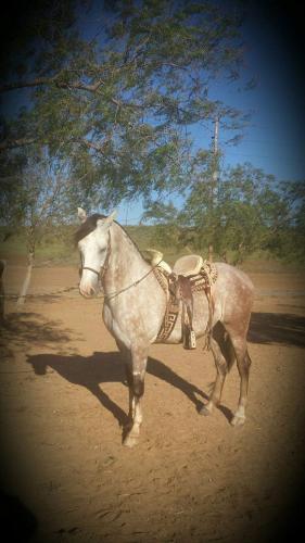 Vendo caballo 3/4 Andalusia baila llamar a  - Imagen 2