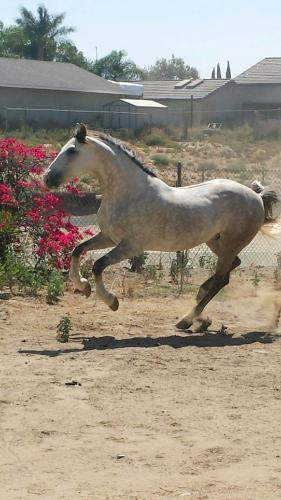 Vendo caballo 3/4 Andalusia baila llamar a  - Imagen 3