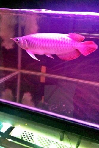 Buen aspecto rojo asi�tico arowana peces y o - Imagen 2
