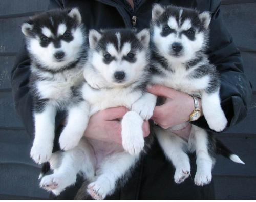 Nuestros 2 preciosos cachorros husky siberian - Imagen 1
