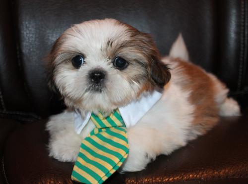 shih tzus available if you interested call me - Imagen 1