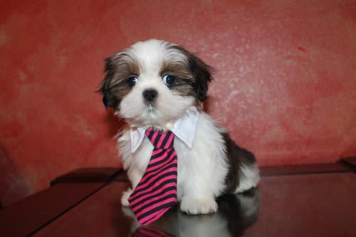 shih tzus available if you interested call me - Imagen 3
