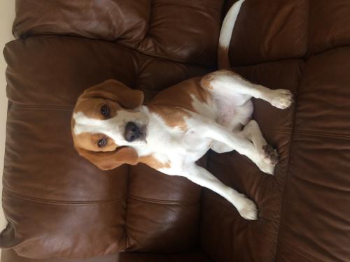 Busco novia para mi beagle color lemon tien - Imagen 1