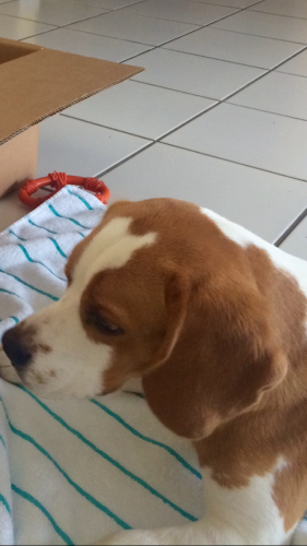 Busco novia para mi beagle color lemon tien - Imagen 2