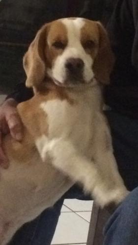 Busco novia para mi perro Beagle  color limp - Imagen 1
