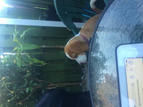 Busco novia para mi perro Beagle  color limp - Imagen 2