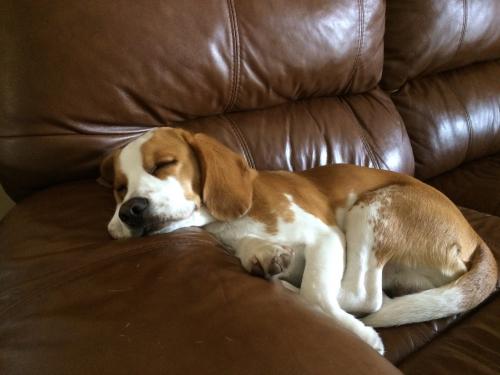 Busco novia para mi perro Beagle  color limp - Imagen 3