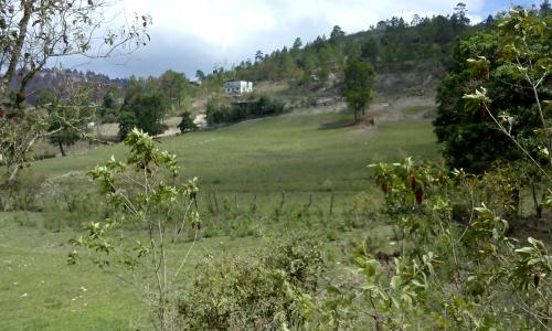 Vendo terreno de 2 Manzanas en la aldea San M - Imagen 2