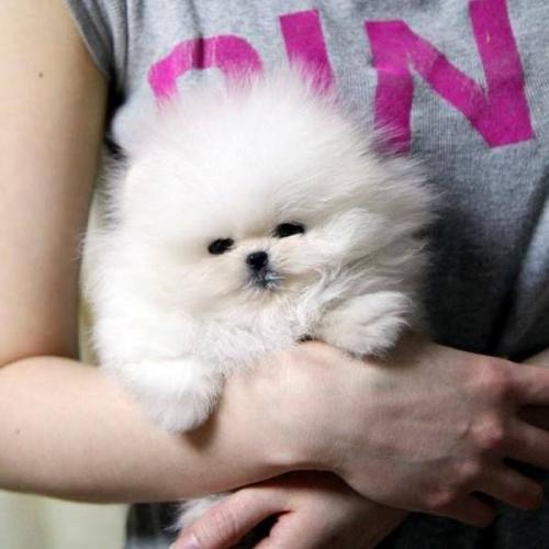 Teacup Pomeranian puppies Available Now These - Imagen 1