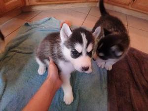 Giving two Siberian Husky puppies for re homi - Imagen 1