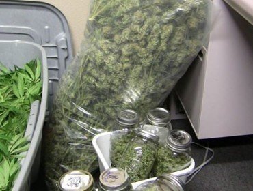 Marijuana Médica Cannabis Weed OG Kush D - Imagen 2