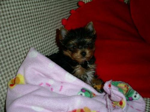 Teacup Yorkies cute little babies Come with - Imagen 1