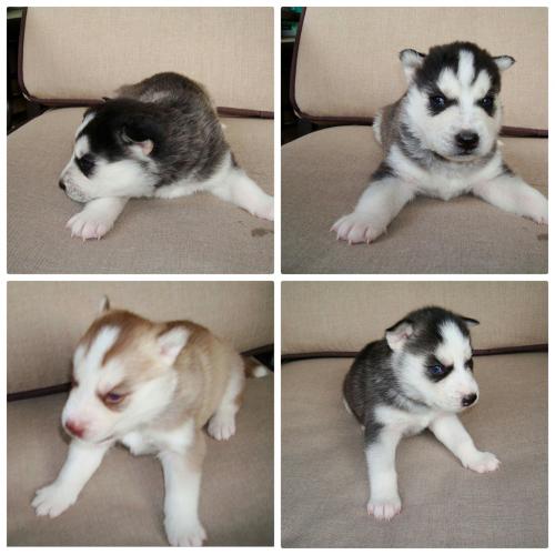 Se venden hermosos cachorros husky siberiano  - Imagen 1