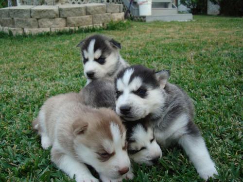 Se venden hermosos cachorros husky siberiano  - Imagen 3