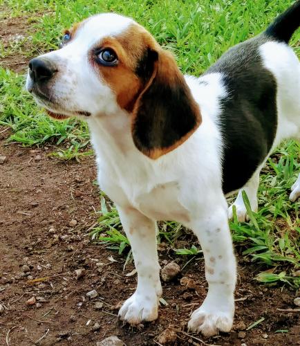 Busco novio para mi perra beagle de pura raza - Imagen 1