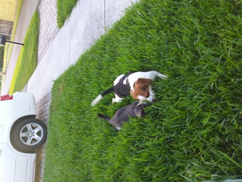 Busco novio para mi perra beagle de pura raza - Imagen 3