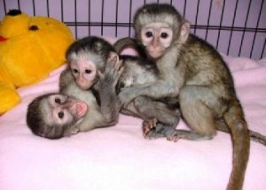 Monos capuchinos para adopción   Pañales en - Imagen 1
