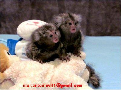 Dos monos tití bebé Preciosos monos tití b - Imagen 1