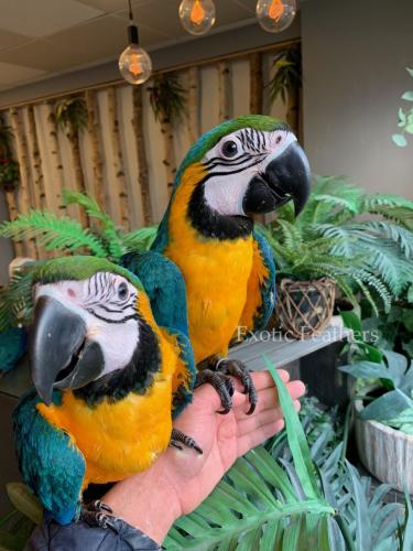 XMas Hyacinth Blue Gold Macaw Parrot Buscand - Imagen 1