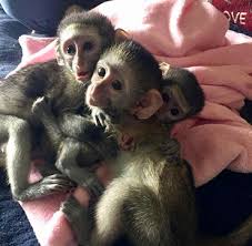 bebés monos capuchinos para adopción nuestr - Imagen 1