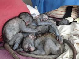 monos capuchinos para adopción nuestros mono - Imagen 1