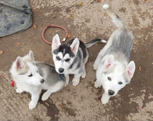 cachorros de husky siberiano para adopción T - Imagen 1