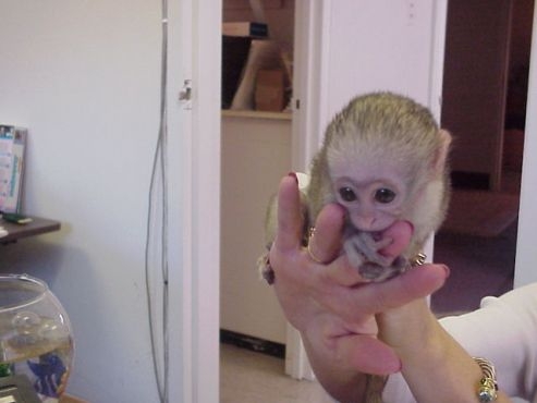 Bebés mono capuchino Tenemos un increíble m - Imagen 1