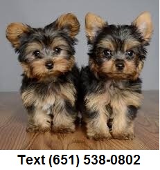  Adorable Potty Trained Male And Female Yorki - Imagen 1