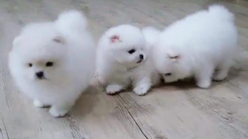 Regalo Cachorros Lulu Pomeranian Mini Toy par - Imagen 1