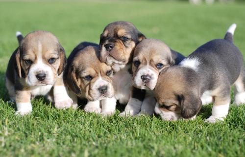 Regalo Fantastico Cachorros Beagle  Regalo fa - Imagen 1