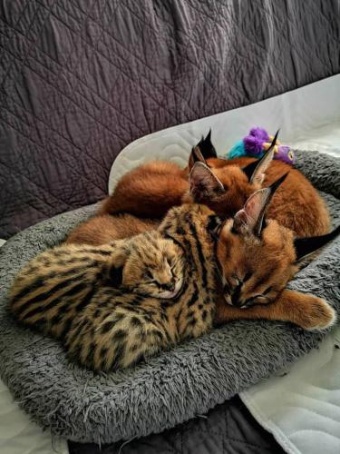 Todos estos gatitos de sabana gatito caracal - Imagen 1