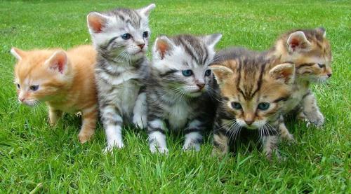 Todos estos gatitos de sabana gatito caracal - Imagen 3