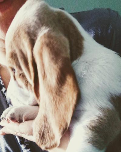 Cachorros Basset hound perros con orejas gra - Imagen 1