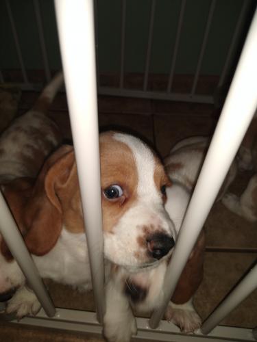 Cachorros Basset hound perros con orejas gra - Imagen 3