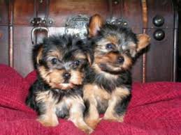 4 gorgeous Yorkie puppies for adoption contac - Imagen 1