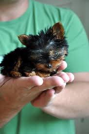 4 gorgeous Yorkie puppies for adoption contac - Imagen 2