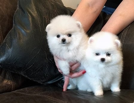 Preciosos cachorros de Pomerania pequeños pa - Imagen 1
