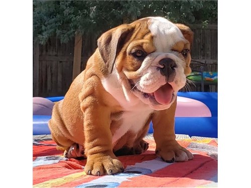 English Bulldog Puppies AKC Registered Only  - Imagen 1