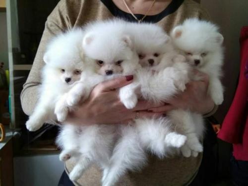 Pomeranian Puppies AKC Registered Only three - Imagen 1